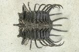 Spiny Koneprusia Trilobite With Austrops - Ofaten, Morocco #268857-3